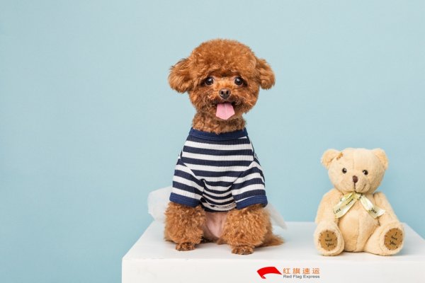 疫情期間香港商品如何轉(zhuǎn)運(yùn)到河南商丘呢？